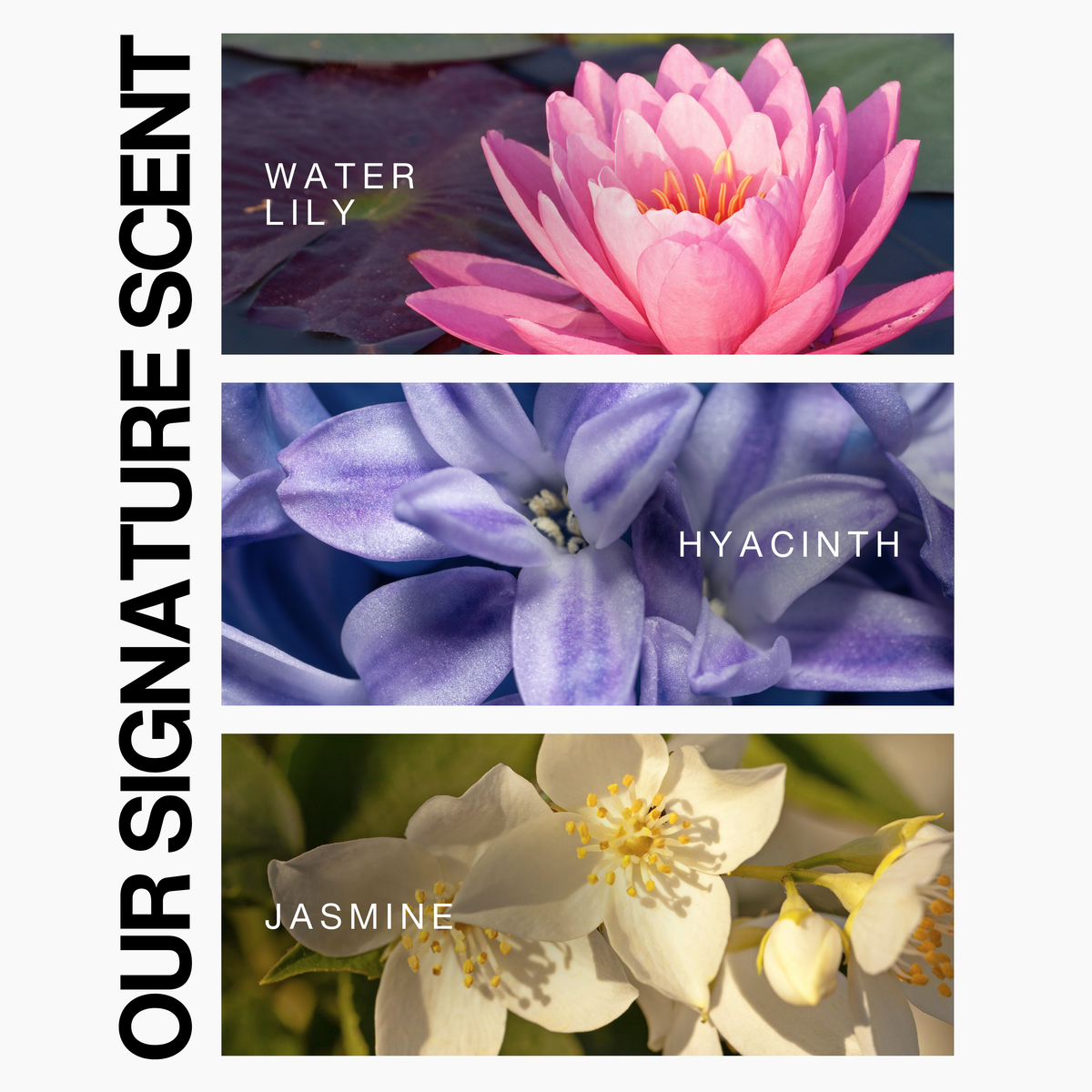 Color-Treated Conditioner | Color Protection & Vibrancy-Enhancing Hydration